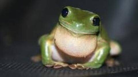 Now, there is a 'FrogPhone' to track wild frog populations Now, there is a 'FrogPhone' to track wild frog populations