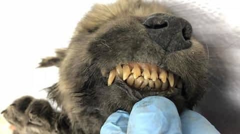 Mysterious puppy, frozen for 18,000 years, found in Siberia Mysterious puppy, frozen for 18,000 years, found in Siberia