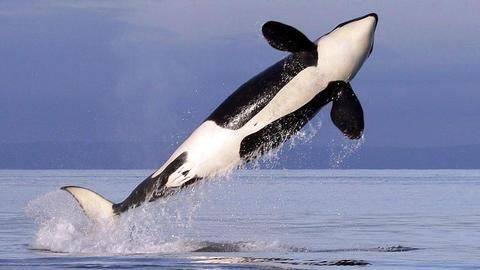 Google is using AI to save killer whales: Here's how Google is using AI to save killer whales: Here's how