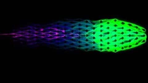 These living machines can grow, eat, move: Here's how These living machines can grow, eat, move: Here's how