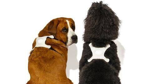 Now, there's a device to read your pup's exact mood Now, there's a device to read your pup's exact mood
