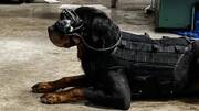 Soon, US Army dogs could be wearing AR glasses