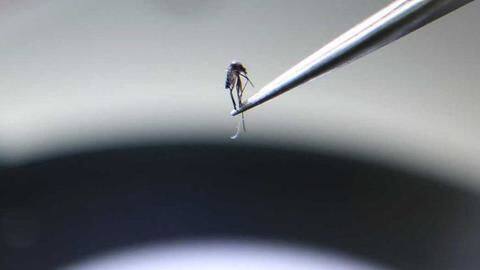 Three species of mosquitoes showed replication capacity