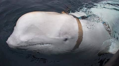 This mysterious whale could be Russian spy, marine experts claim This mysterious whale could be Russian spy, marine experts claim