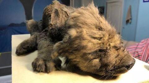 Well preserved Dogor with intact fur, teeth, paws Well preserved Dogor with intact fur, teeth, paws