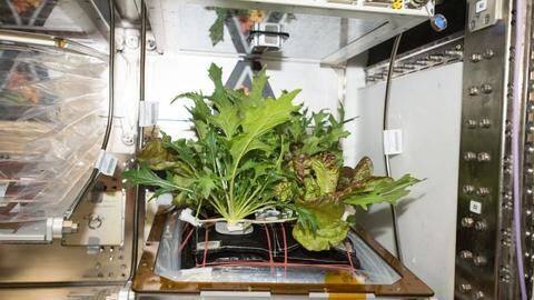 NASA's new contest seeks a way to grow space garden NASA's new contest seeks a way to grow space garden