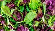 Mesclun: The salad mix your meals need