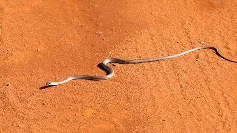 WATCH: Snake invades field during Andhra-Vidarbha Ranji Trophy tie WATCH: Snake invades field during Andhra-Vidarbha Ranji Trophy tie