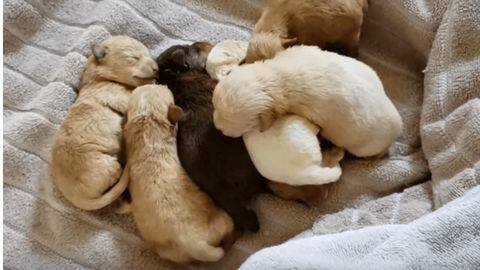 California: Woman mercilessly abandons 3-days-old puppies in dumpster, arrested California: Woman mercilessly abandons 3-days-old puppies in dumpster, arrested