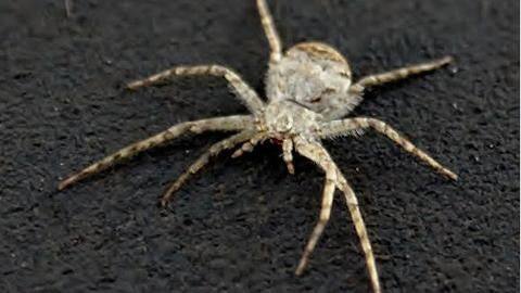 China: Surgeons find spider spinning web inside a man's ear China: Surgeons find spider spinning web inside a man's ear