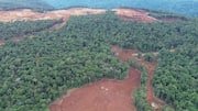 These EV makers are destroying indigenous woodlands in Indonesia