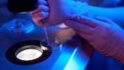 Scientists rejuvenate human eggs for first time, boosting IVF prospects
