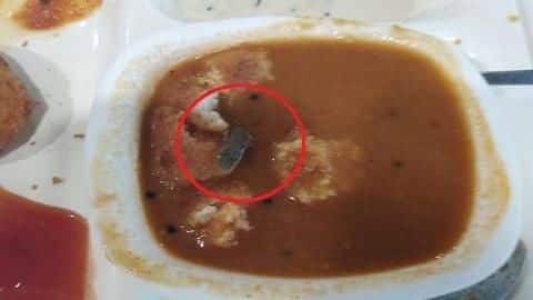 Nagpur: Lizard found in Haldiram's food; FDA closes outlet Nagpur: Lizard found in Haldiram's food; FDA closes outlet