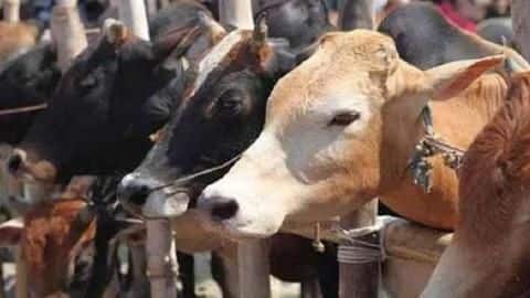 MP to form 'cow cabinet' for conservation, promotion of cattle MP to form 'cow cabinet' for conservation, promotion of cattle