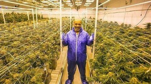 'Tyson Ranch' grows nine cannabis strains; earns $500,000 monthly 'Tyson Ranch' grows nine cannabis strains; earns $500,000 monthly