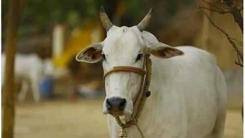Cow's milk yield dropped; kept kicking own stomach in pain Cow's milk yield dropped; kept kicking own stomach in pain