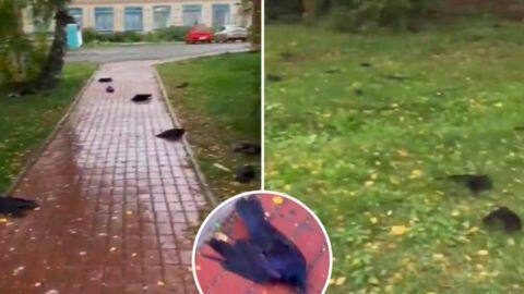 Russia: Hundreds of dead ravens fall from sky; experts baffled Russia: Hundreds of dead ravens fall from sky; experts baffled