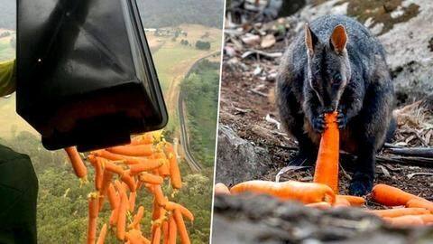 Australian government air-drops 1,000kg food to save animals amid bushfires Australian government air-drops 1,000kg food to save animals amid bushfires