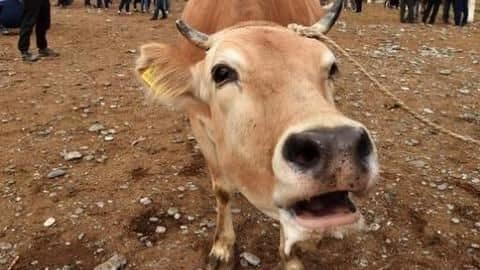 Vets continue to help nourish cow back to health Vets continue to help nourish cow back to health