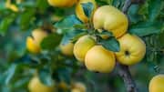 5 health benefits of quince fruit