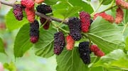 5 surprising health benefits of mulberries