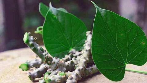 Is giloy harmful for the liver? An expert weighs in Is giloy harmful for the liver? An expert weighs in