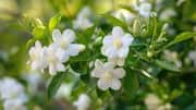 How to protect jasmine plants from pests 