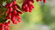 Why nutritionists are talking about barberry