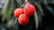 5 surprising ways litchi can give you glowing skin