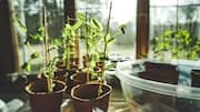 5 budget-friendly hacks for growing plants indoors