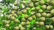 Custard apple v/s sapota: Which has more potassium?