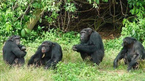 Gorilla and Chimpanzee Gorilla and Chimpanzee