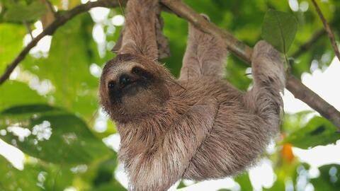 Sloth and Monkeys Sloth and Monkeys