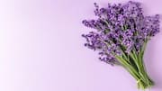 Lavender for wellness: Benefits and uses 