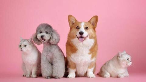 Getting a new pet? Choose from these best options Getting a new pet? Choose from these best options