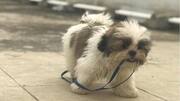 Behavioral problems in pet? Here's how to fix them