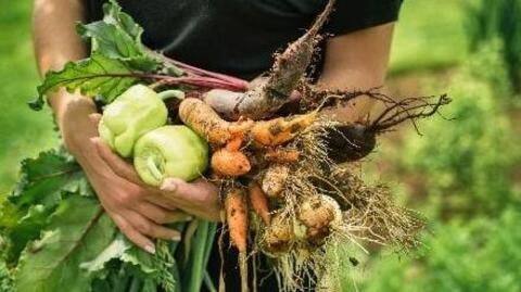Grow your own food Grow your own food