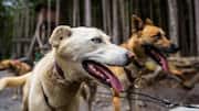 What to expect on an Alaska dog sledding adventure