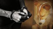 Mumbai: Man arrested for sexually assaulting stray dog in Powai