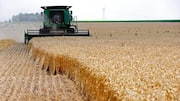 Rising CO2 levels may alter wheat proteins, affecting human health
