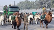 Bactrian camels, Zanskar ponies to feature at Republic Day parade