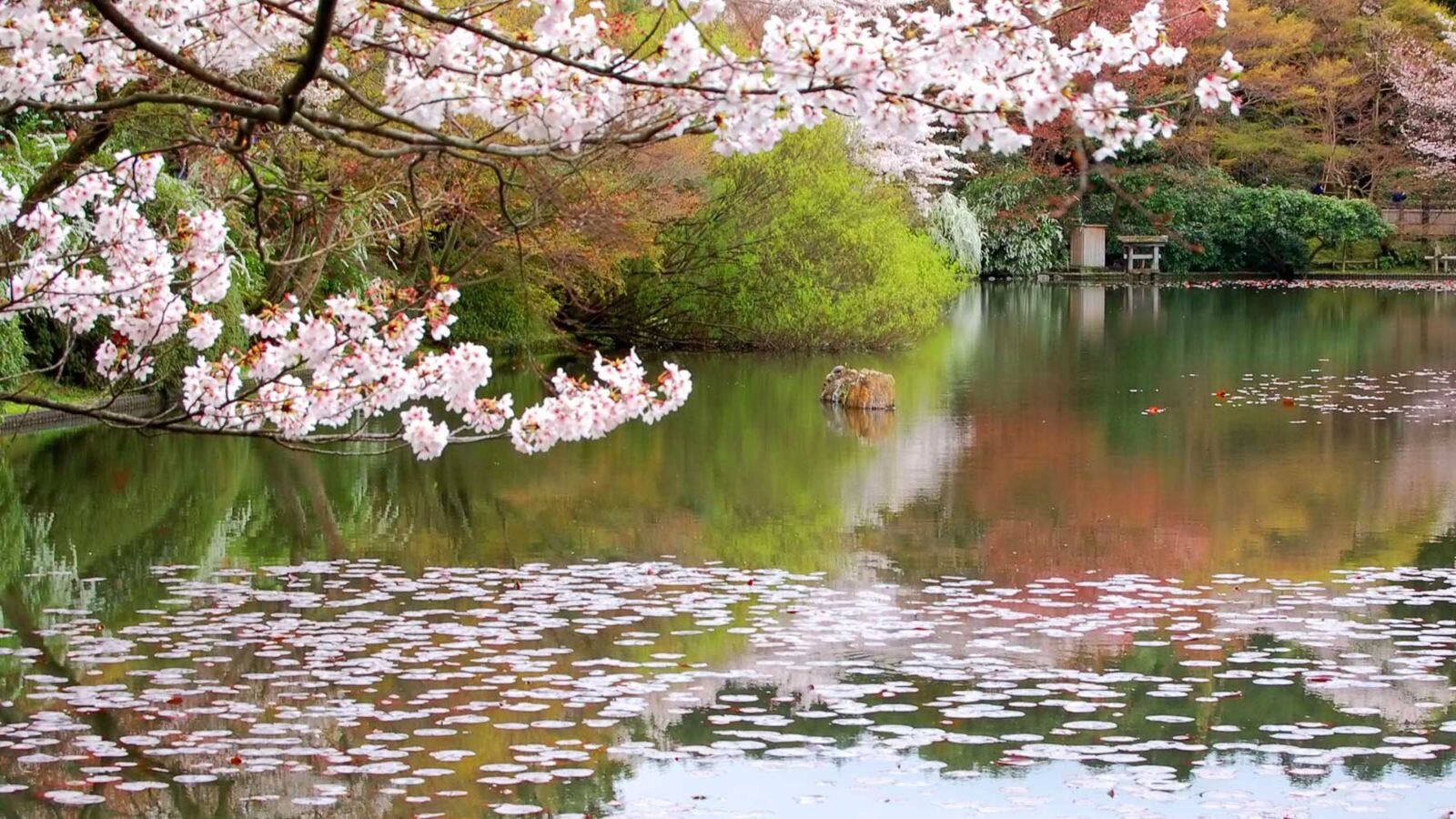 京都の隠れた庭園五選