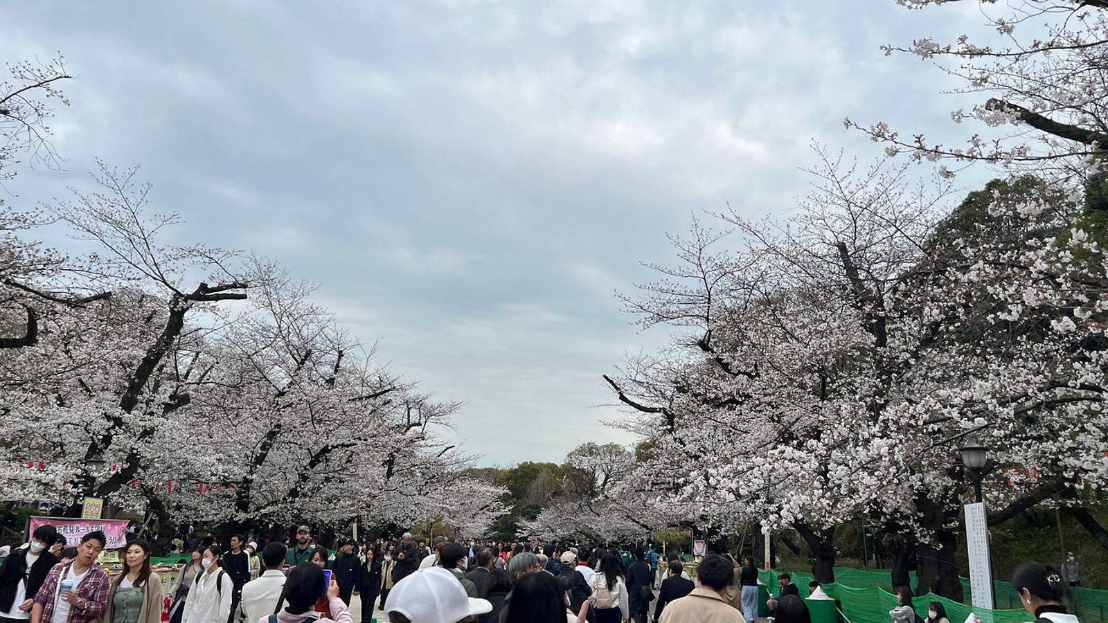 東京での花見に必要な五つのアイテム