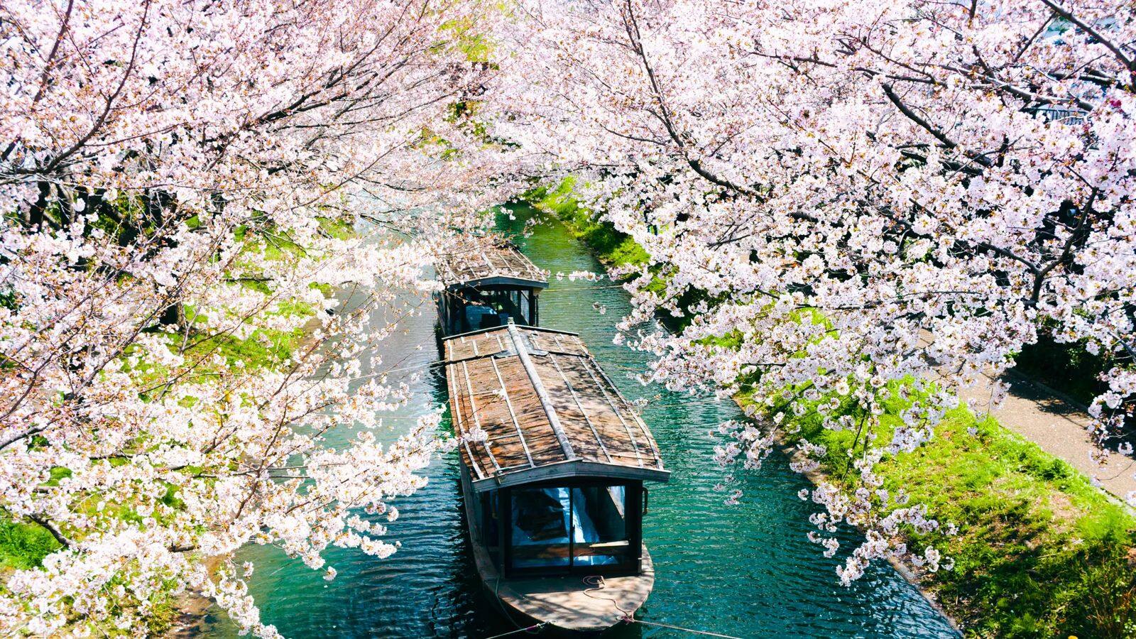 京都の春の桜名所五選