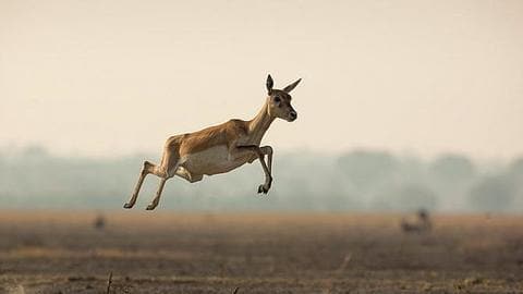 Gujarat: Video showing hundreds of blackbucks crossing road goes viral Gujarat: Video showing hundreds of blackbucks crossing road goes viral