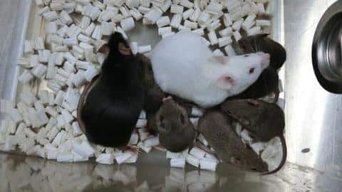 Scientists create world's first cloned mice using freeze-dried skin cells Scientists create world's first cloned mice using freeze-dried skin cells