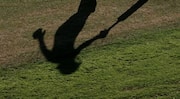 'We will abide by BCCI advice': DDCA on DPL corruption