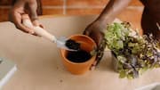The easy guide to growing herbs at home
