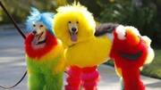Doll up your fido with these five cool accessories