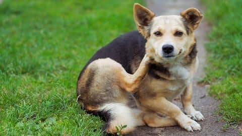 Here's how you can protect your dog from fleas Here's how you can protect your dog from fleas